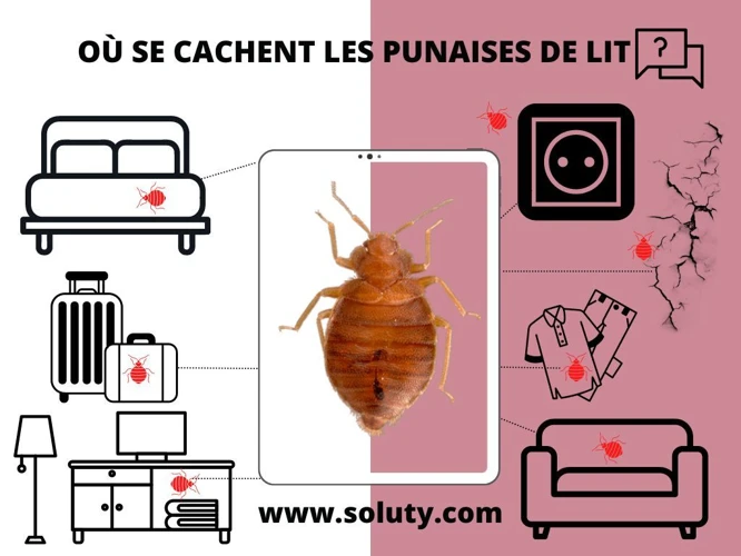 2. Utilisation D'Un Détecteur De Punaises De Lit