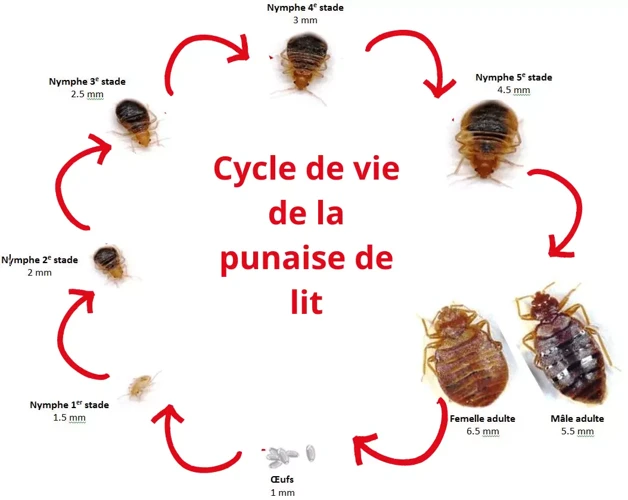 Apparence Des Bébés Punaises De Lit