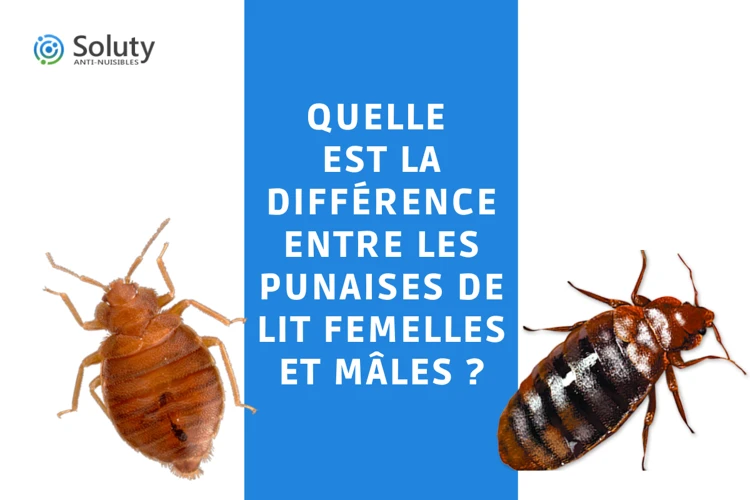 Différences Entre Les Œufs De Punaises De Lit Et Autres Insectes