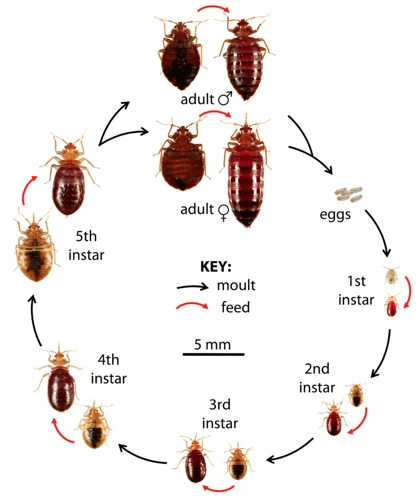 Le Cycle De Reproduction Des Punaises De Lit