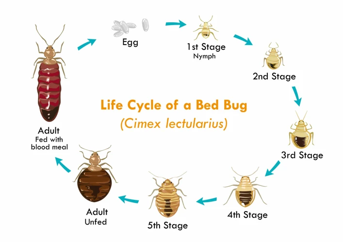 Le Cycle De Vie D'Une Punaise De Lit