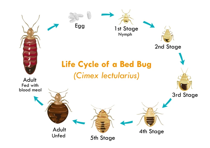 Le Cycle De Vie Des Punaises De Lit