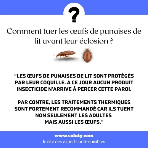 Méthodes Naturelles Pour Tuer Les Punaises De Lit Dans Une Voiture