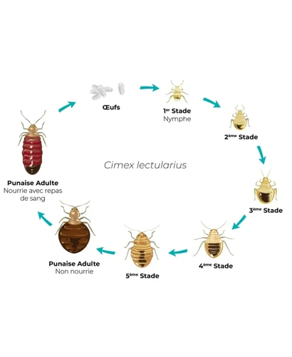 Quatrième Étape: Vérifier Les Signes D'Infestation